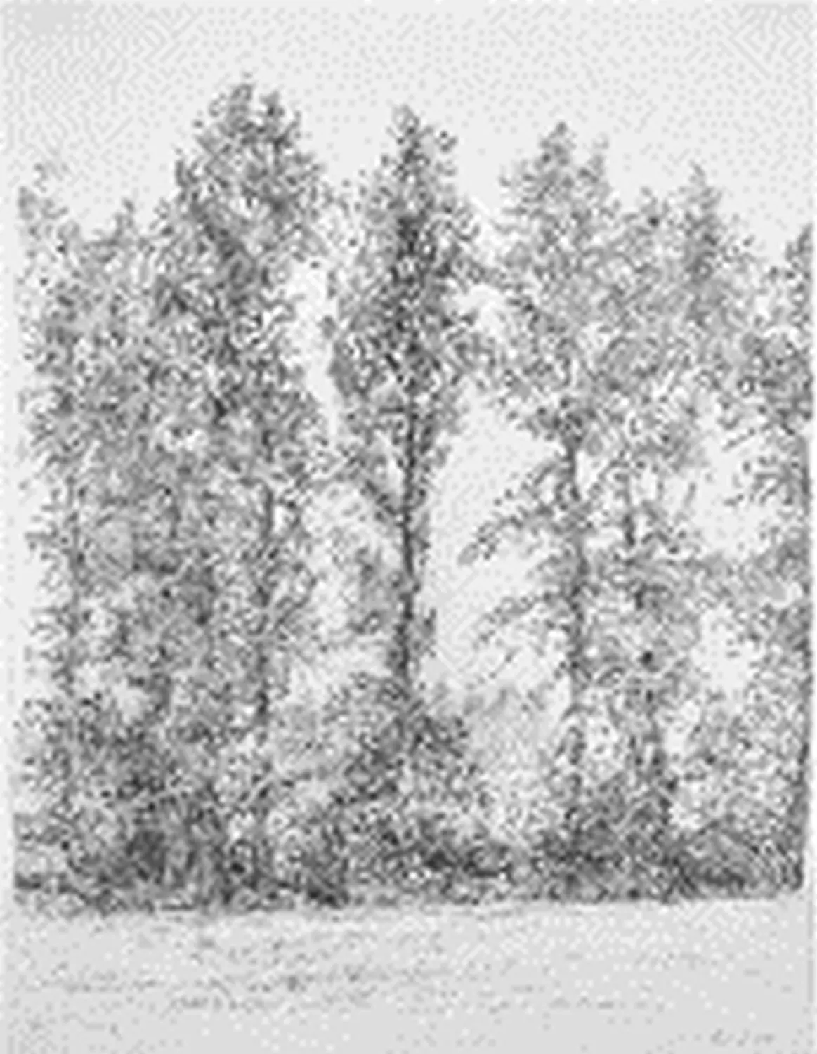 ´Feldgrenze´(Finning) Bleistiftzeichnung