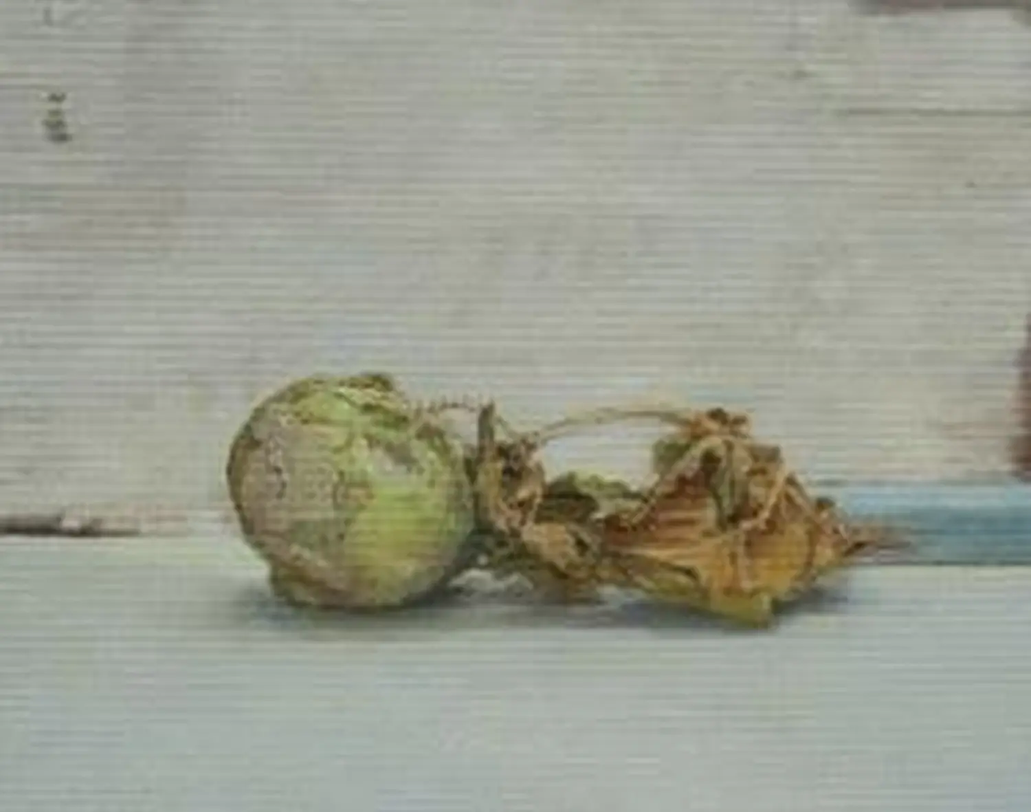 ´Kolrabi´ (Dießen) Öl auf Lwd. 30x24cm