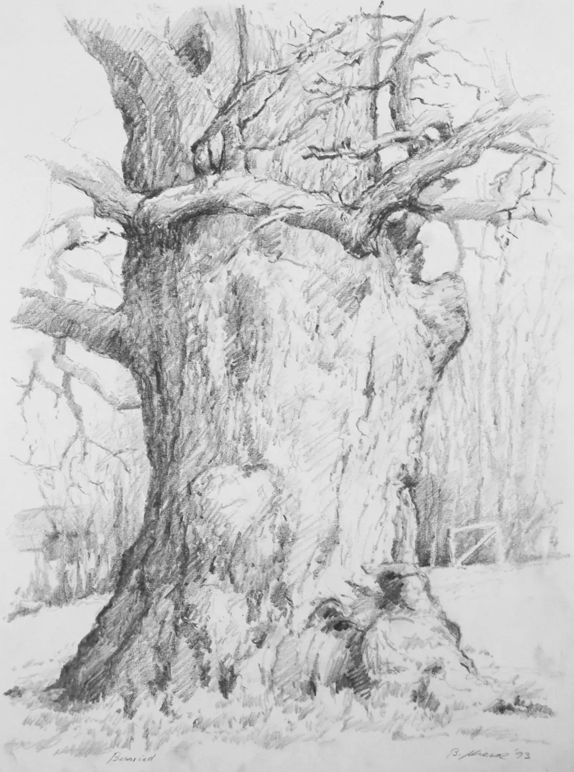 ´Eiche´(Bernried) Bleistiftzeichnung