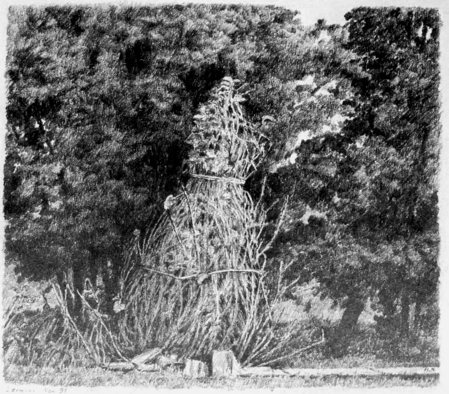 ´Johannisbeerstrauch´ (Lermoos) Bleistiftzeichnung