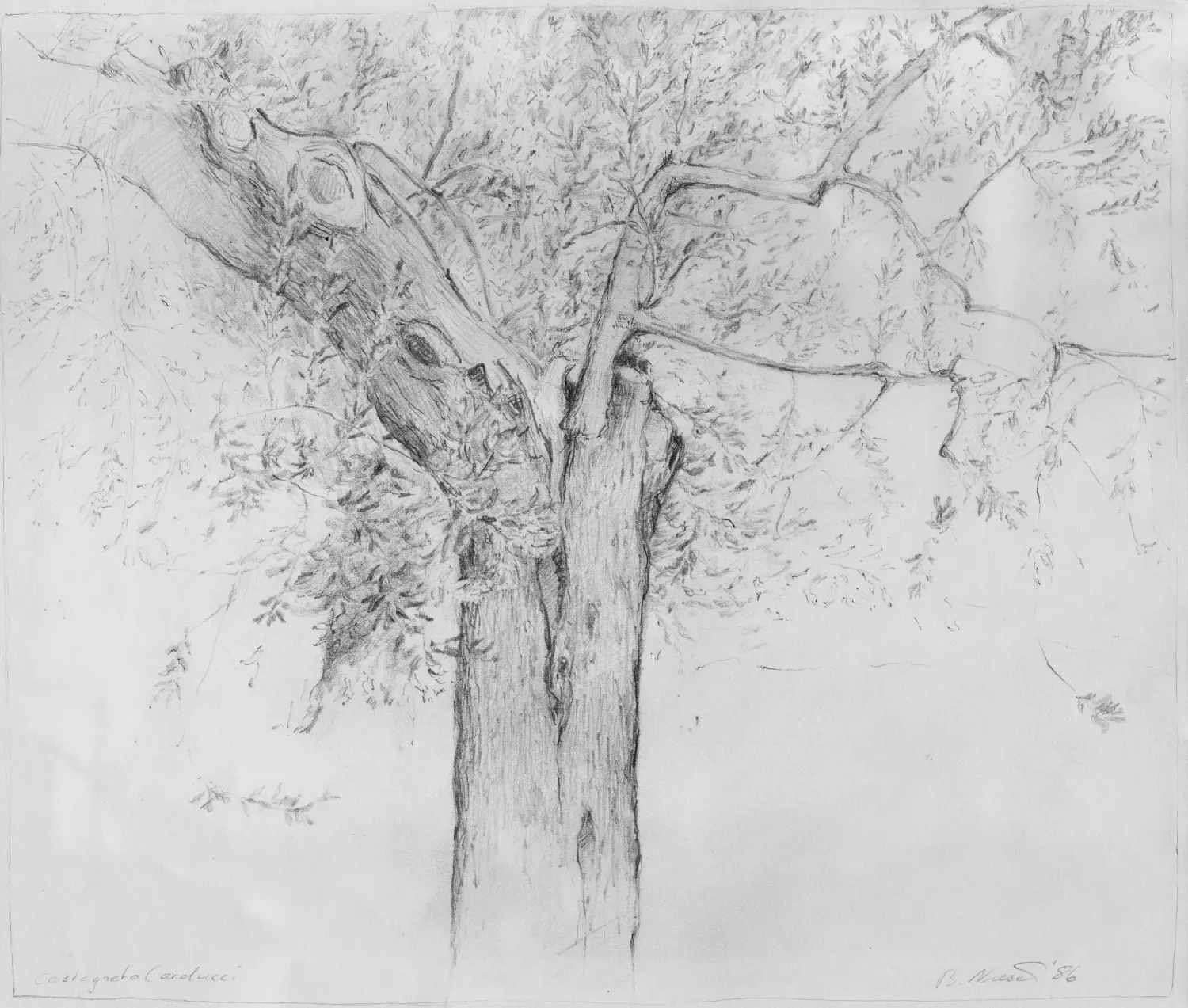 ´Olivenbaum´ (Toskana) Bleistiftzeichnung