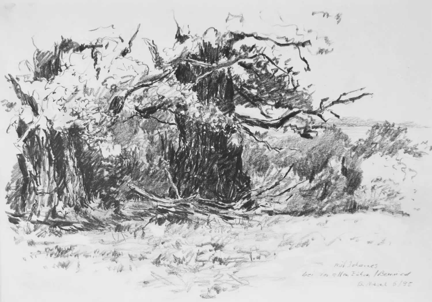 ´Eichen´ (Bernried) Bleistiftzeichnung