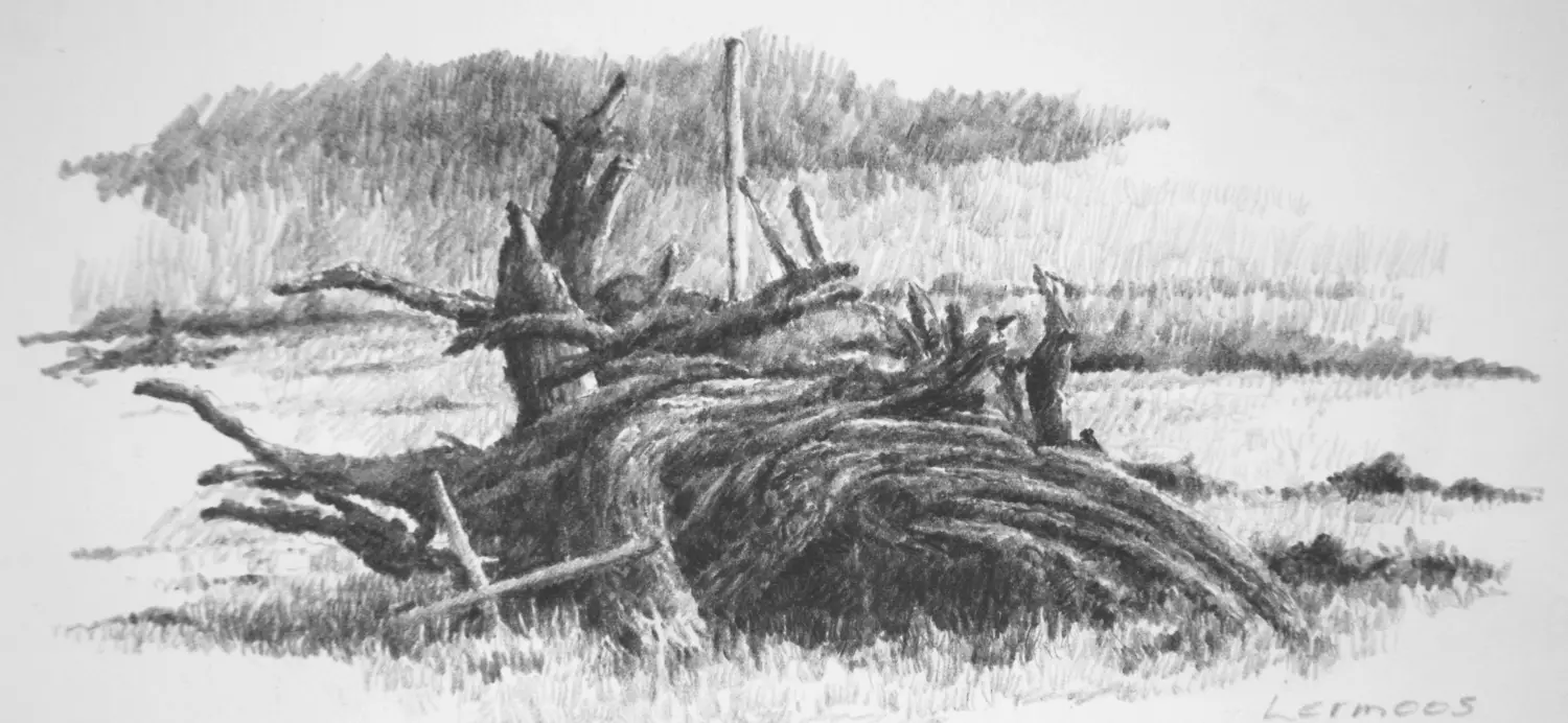 Baumwurzel´ (Lermoos) Bleistiftzeichnung