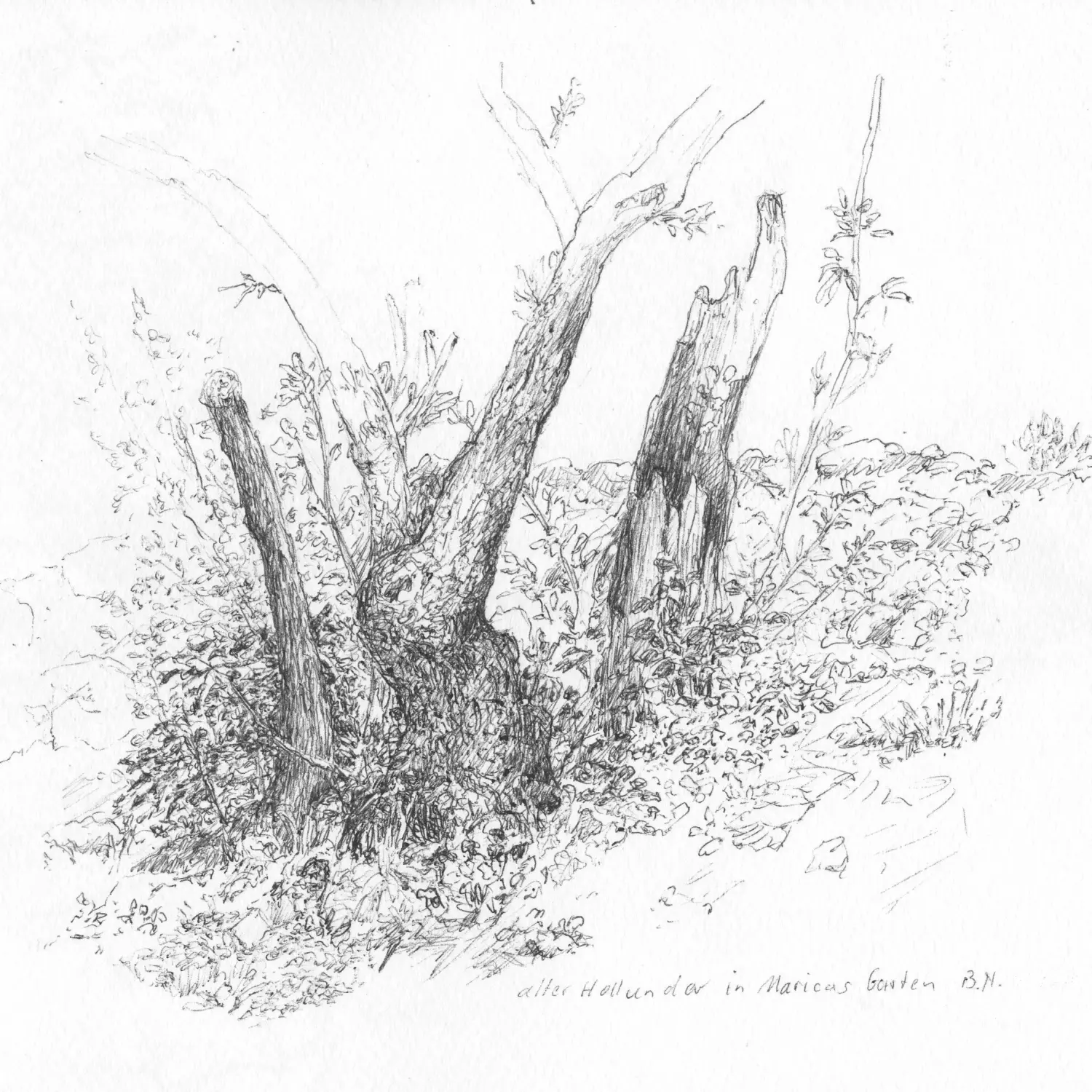 ´Hollunder´ (Bayrischzell)