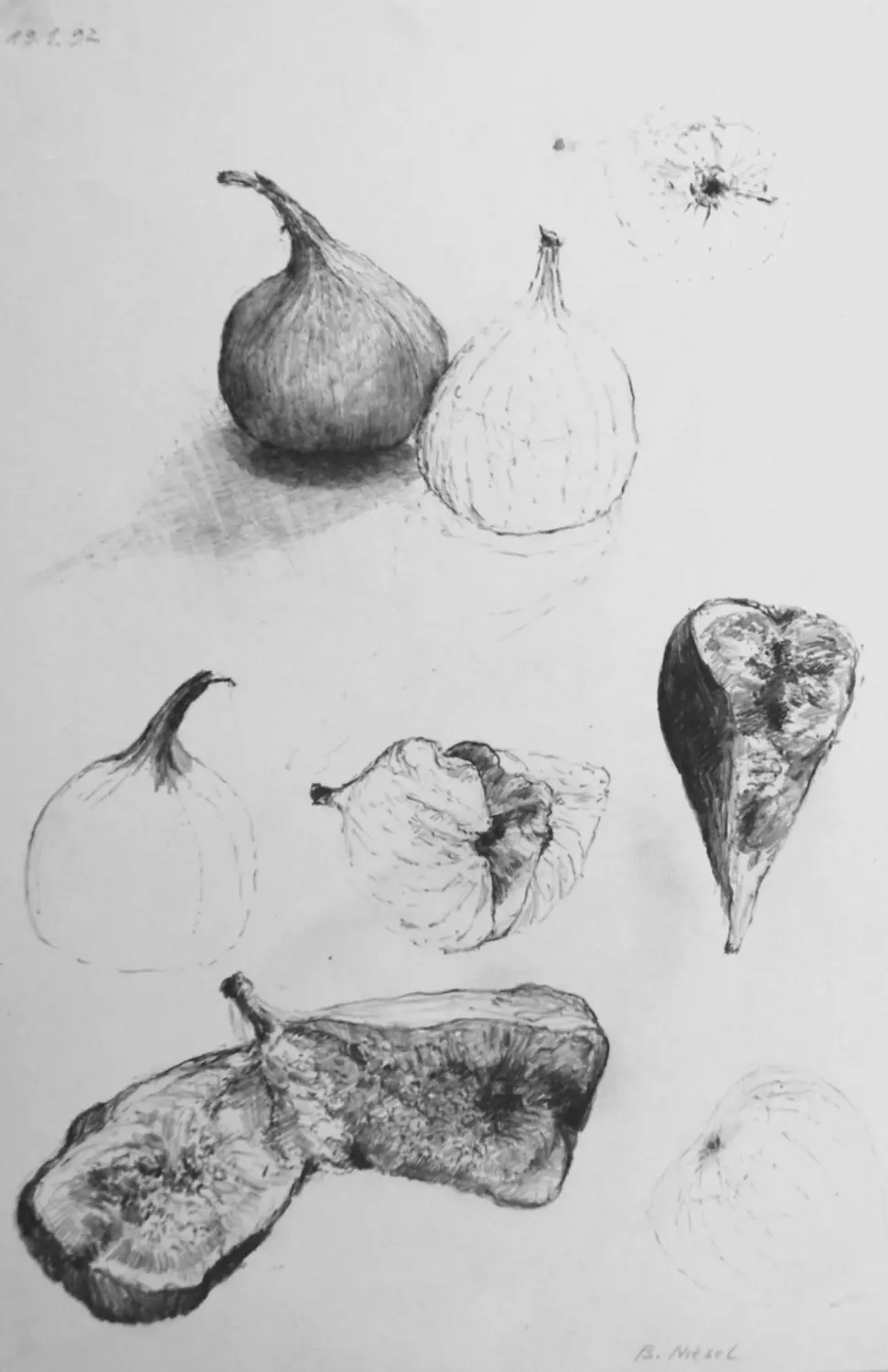 ´Feigen´ (Toskana)  Bleistiftzeichnung