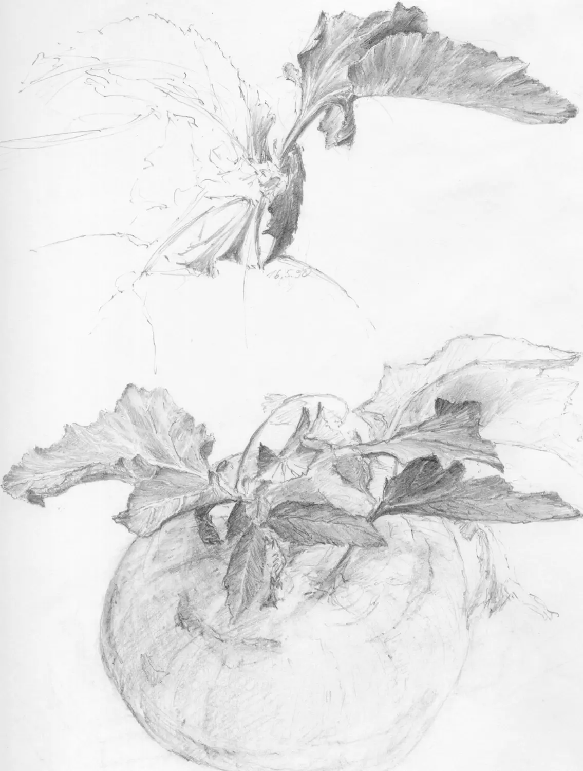 ´Kolrabi´  (Bernried)  Bleistiftzeichnung