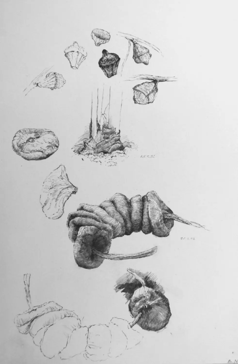 04  ´Datteln´ (Bernried) Bleistiftzeichnung