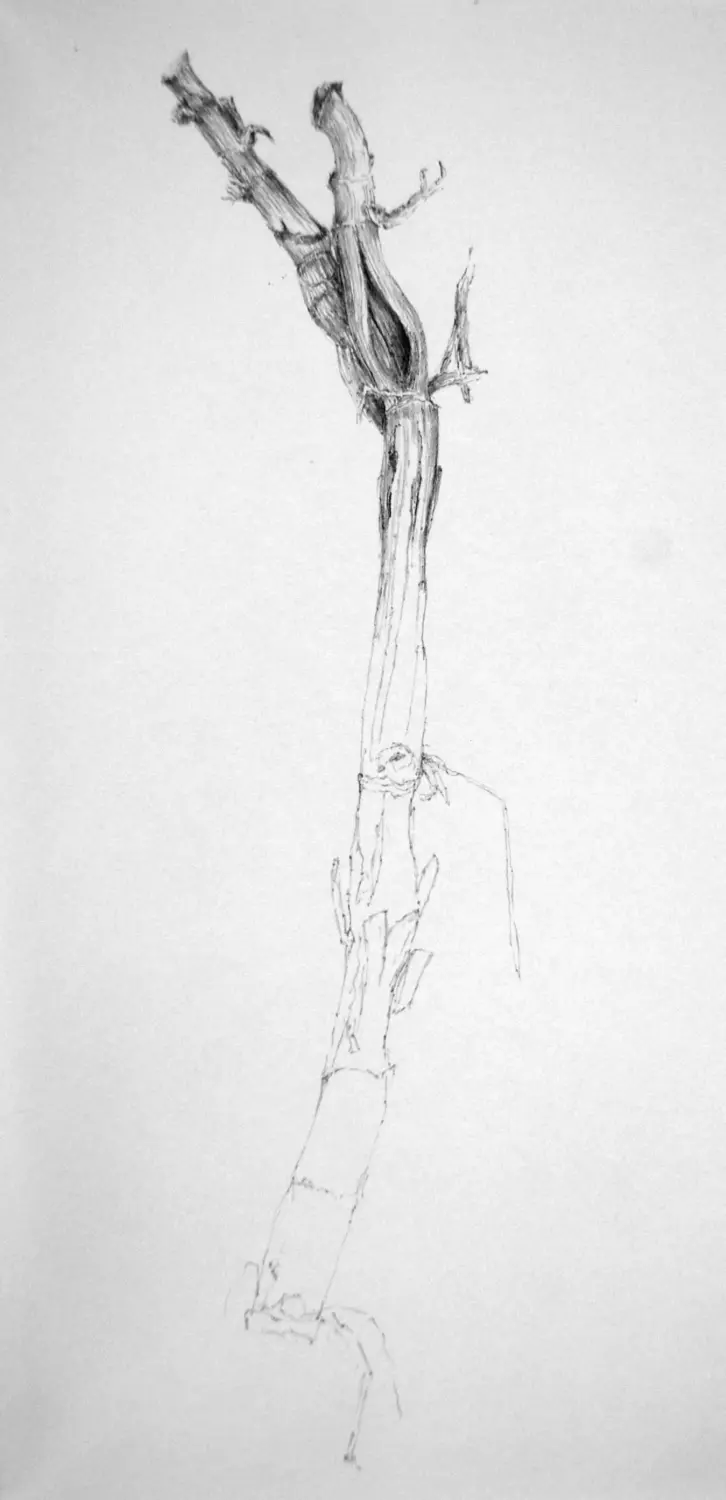 ´Strandgewächs´ (Langeoog)  Bleistiftzeichnung