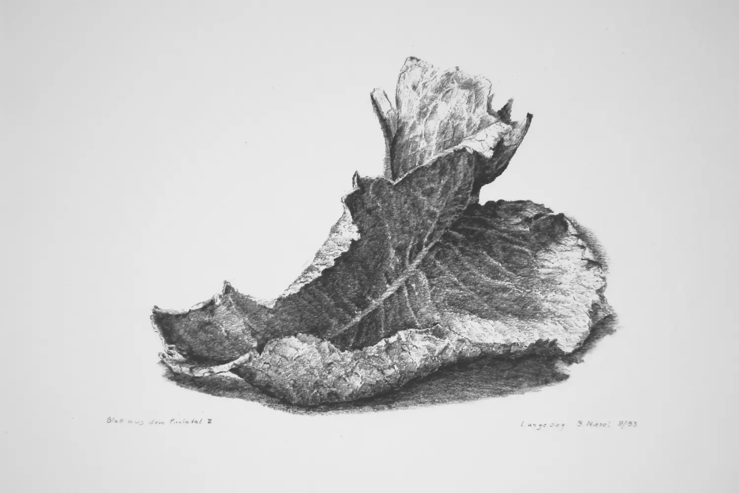 ´Blatt II´ (Langeoog)  Bleistiftzeichnung