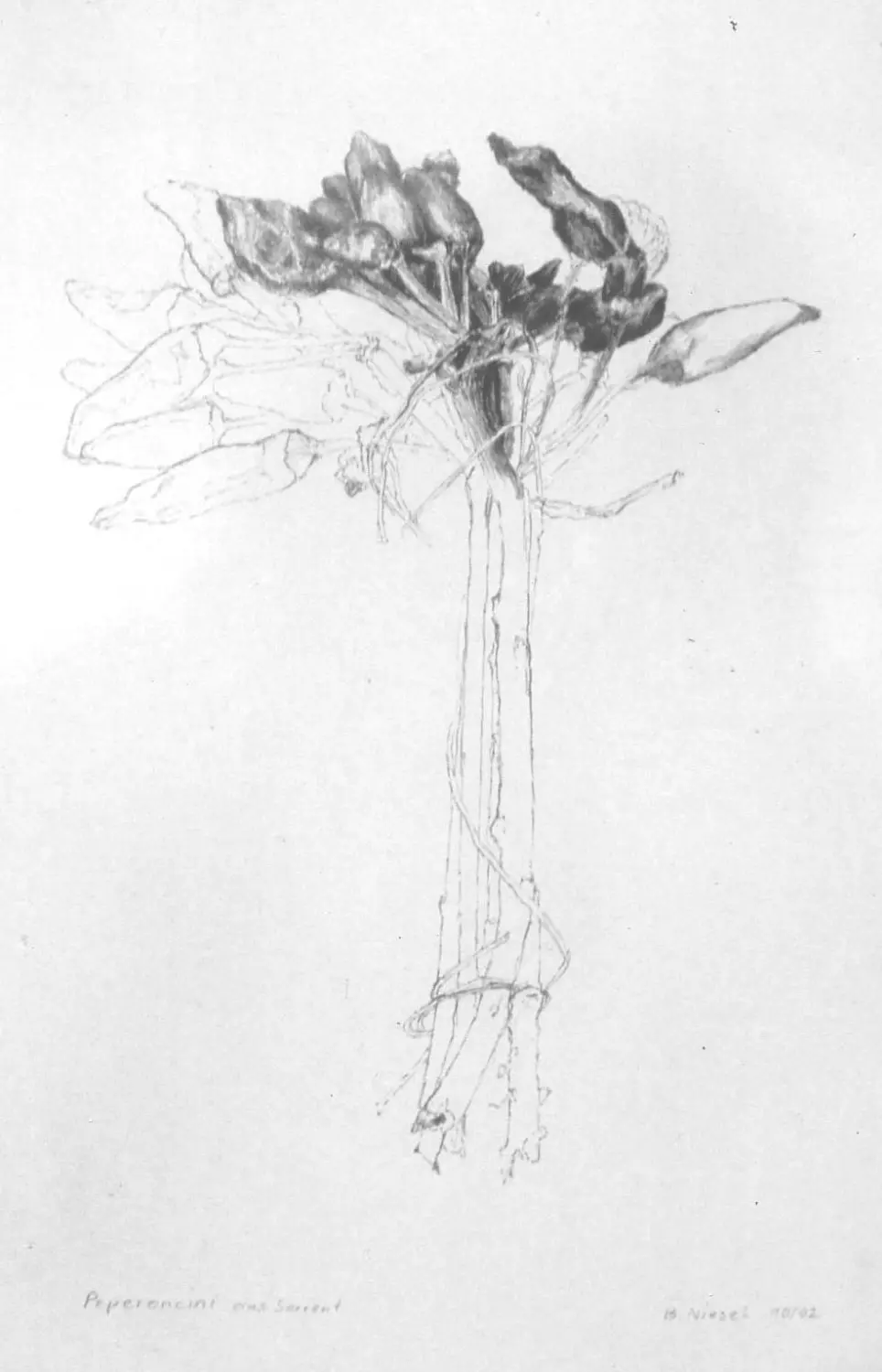 ´Peperoni aus Sorrento´ (Dießen)  Bleistiftzeichnung