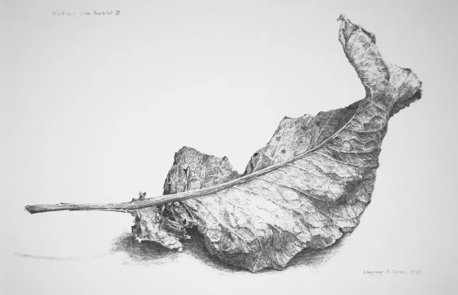 ´Blatt I´ (Langeoog)  Bleistiftzeichnung