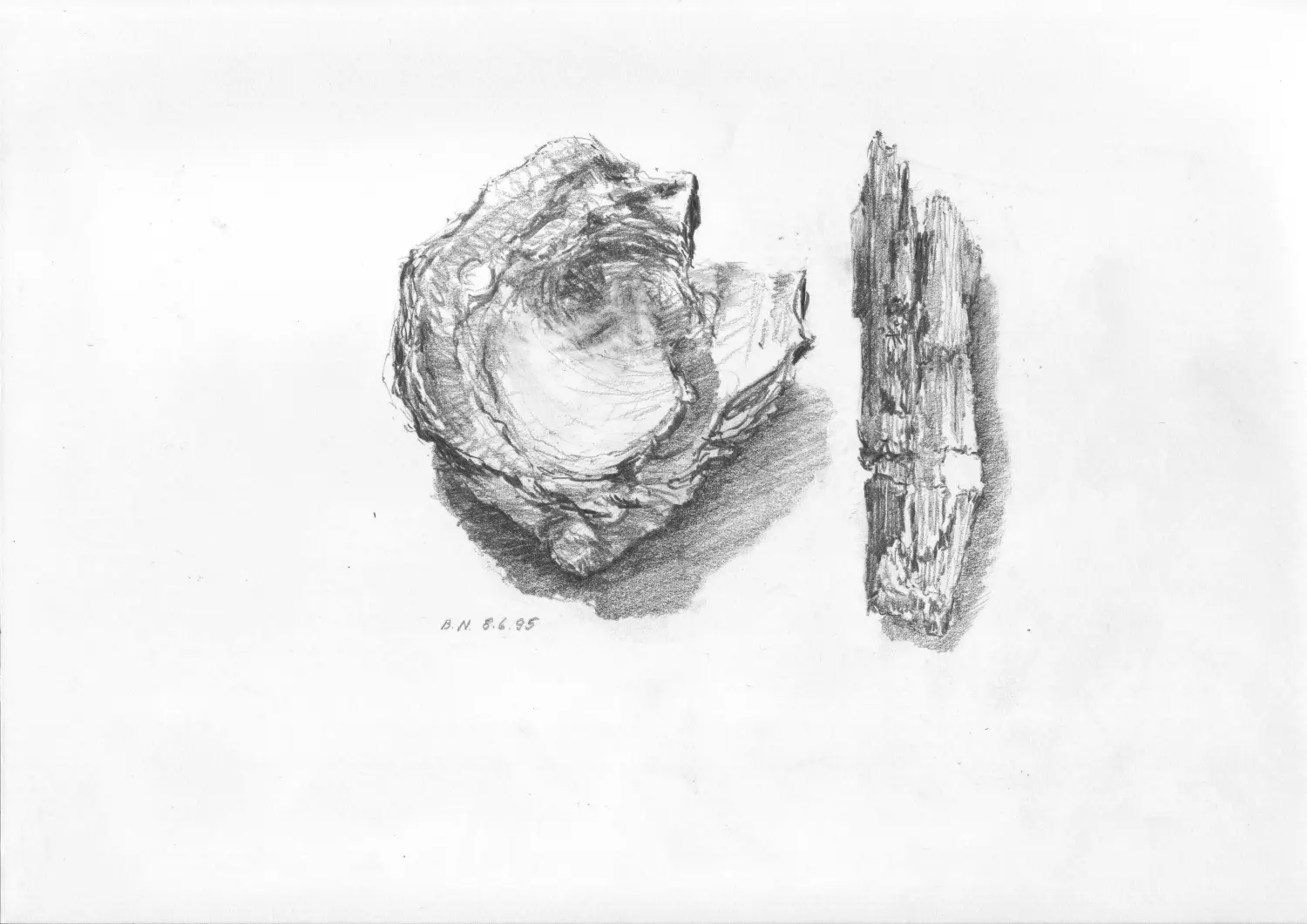 ´Muschel + Holz´ (Langeoog)  Bleistiftzeichnung