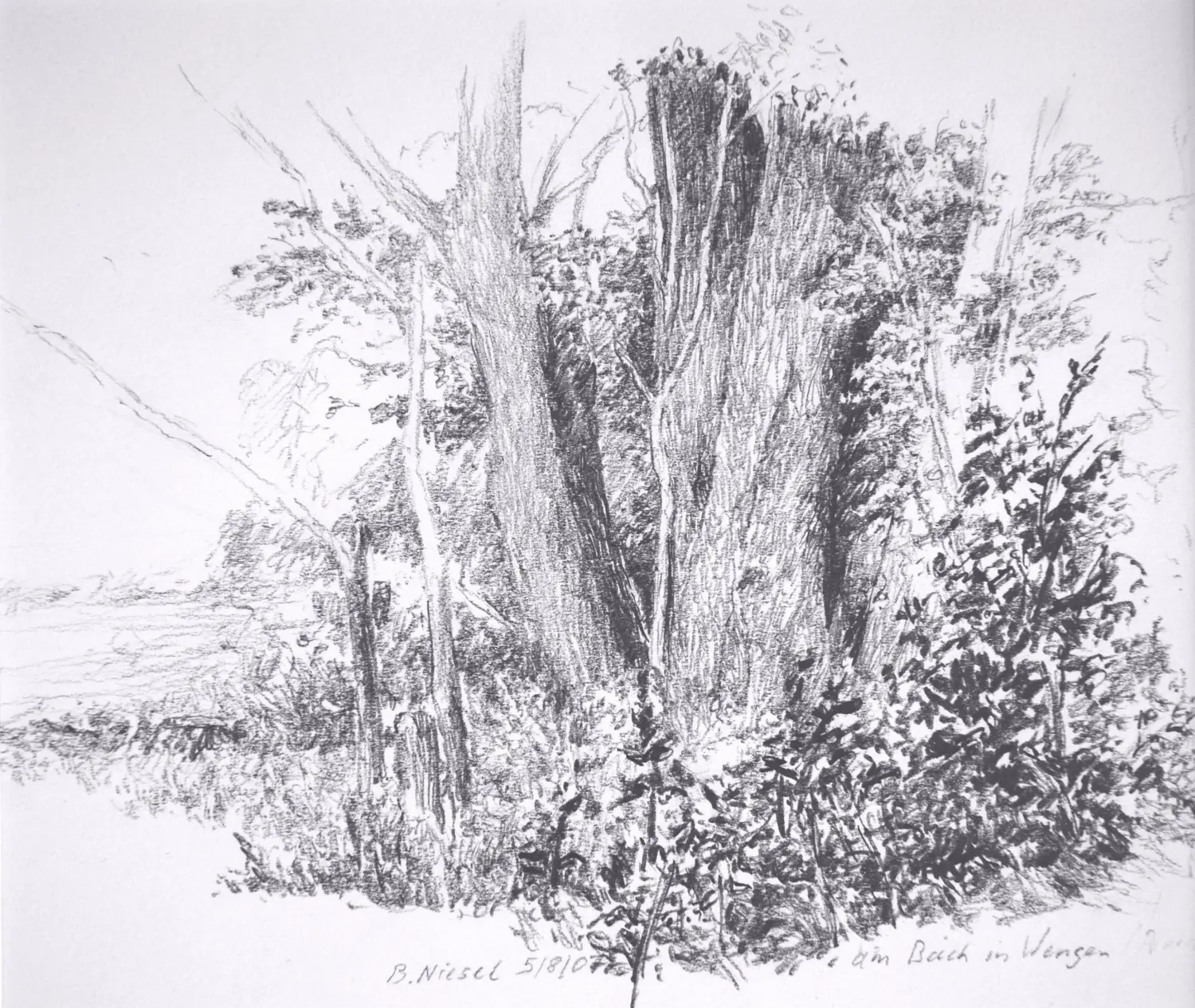 ´Baumgrppe´ (Wengen) Bleistiftzeichnung