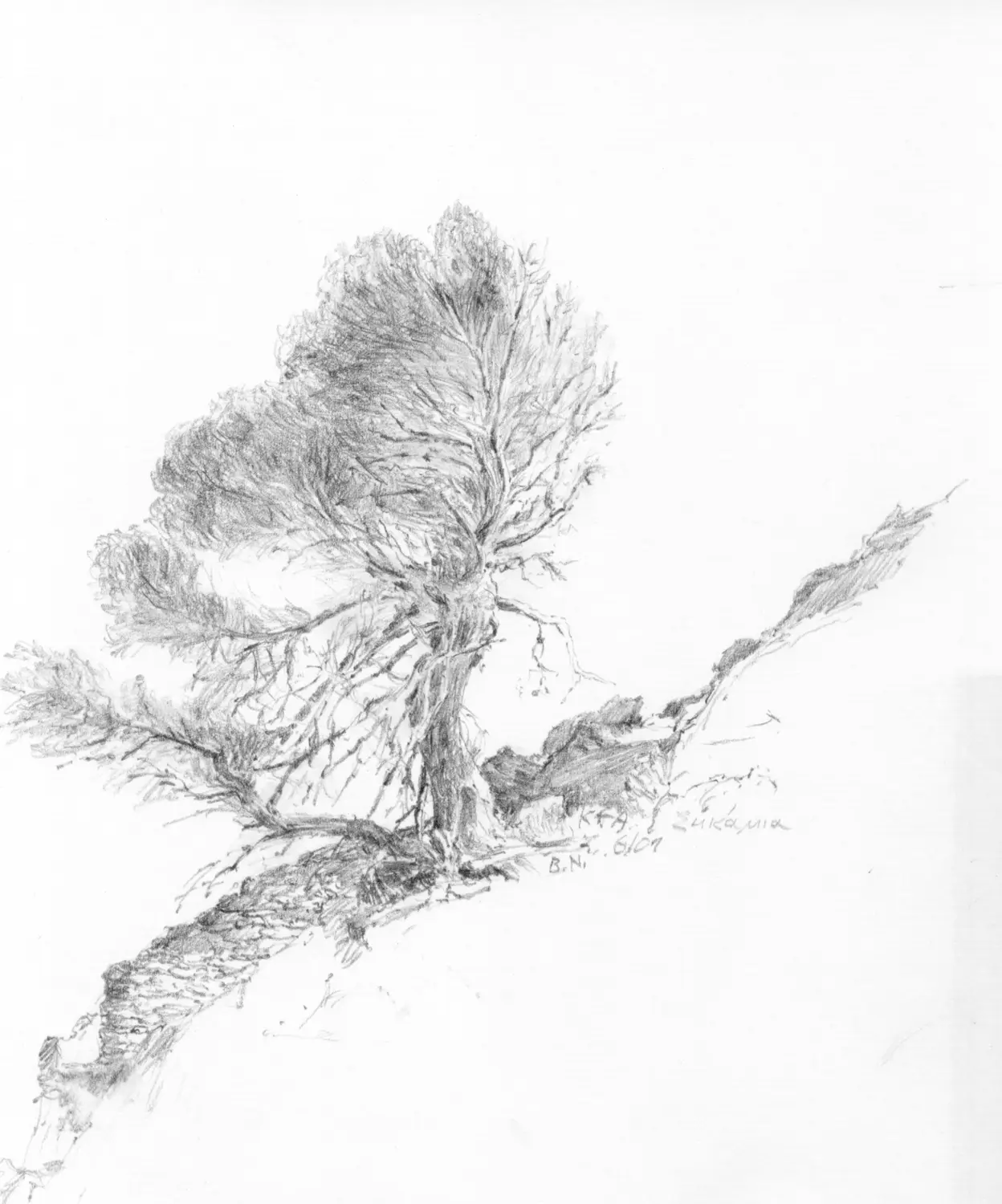 ´Baum in Sikamia´ (Kea) Bleistiftzeichnung